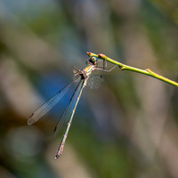 Northern / Common spreadwing