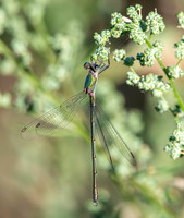 Northern / Common spreadwing