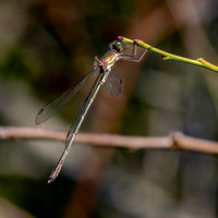 Northern / Common spreadwing