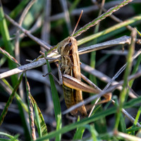 Elegant straw grasshopper