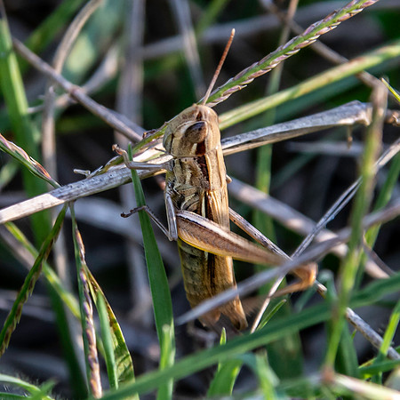 Elegant straw grasshopper