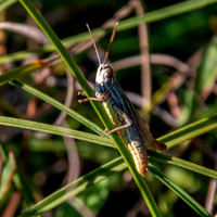 Elegant straw grasshopper