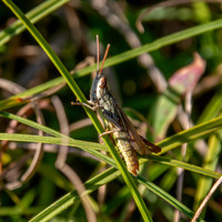 Elegant straw grasshopper