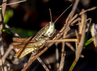 Elegant straw grasshopper