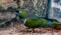 Burrowing parrot