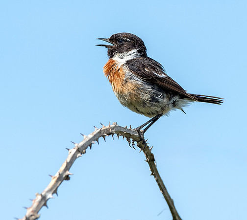 Stonechat, male
