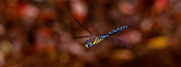 Common hawker