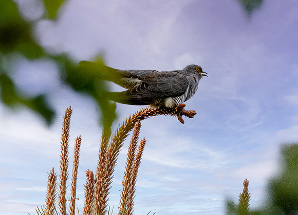 Common cuckoo, male