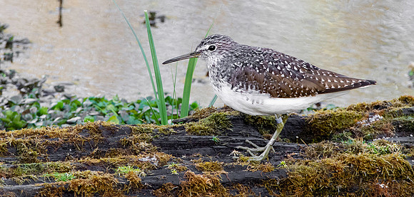 Green sandpiper