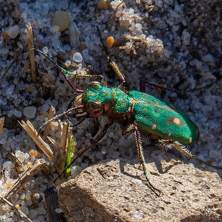 Green tiger beetle