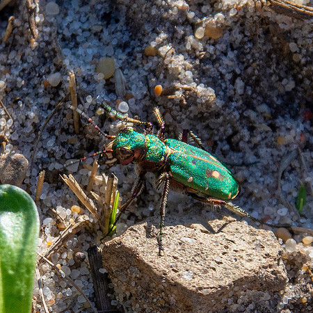 Green tiger beetle