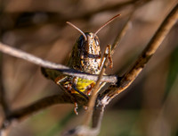 Italian locust