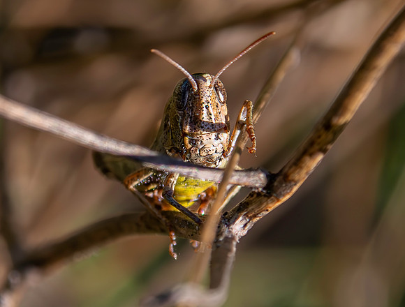Italian locust