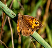 Meadow brown