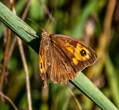 Meadow brown