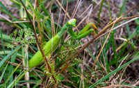 Praying mantis