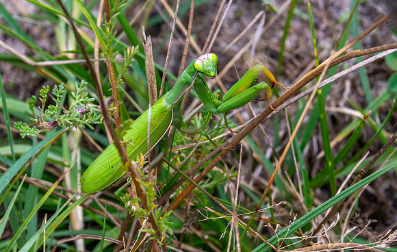 Praying mantis