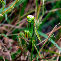 Praying mantis
