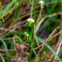 Praying mantis