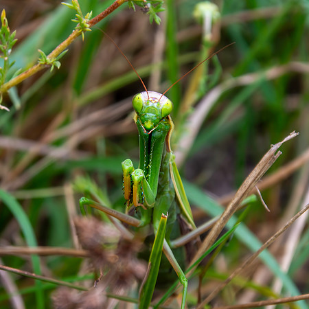 Praying mantis
