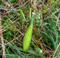 Praying mantis