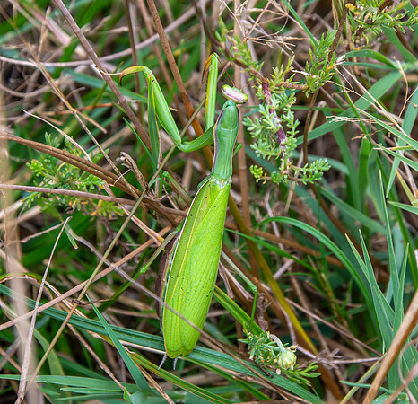 Praying mantis