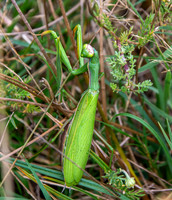 Praying mantis