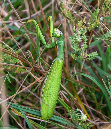 Praying mantis