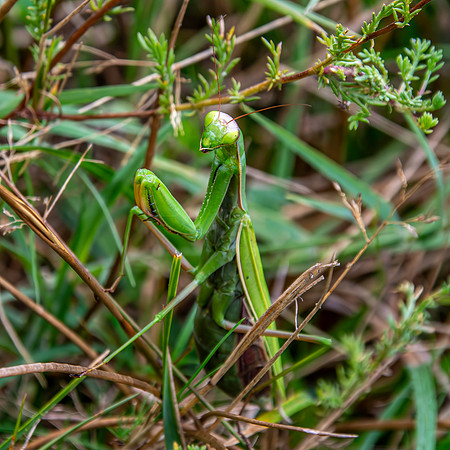 Praying mantis