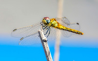 Red veined darter