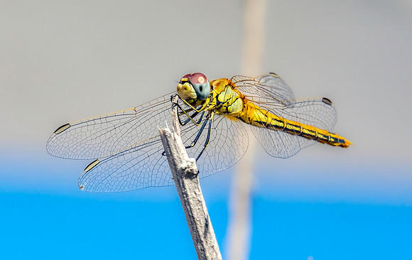 Red veined darter