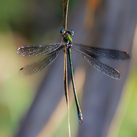 Small spreadwing