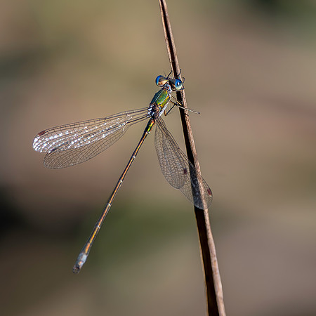 Small spreadwing