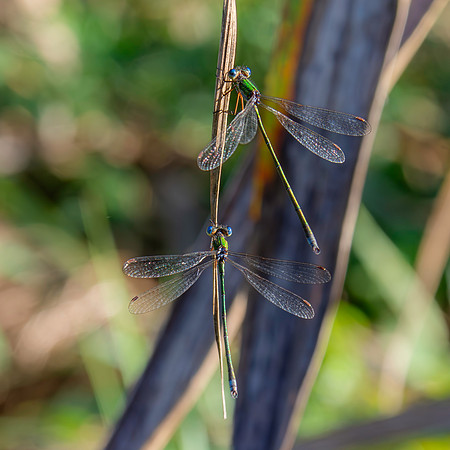 Small spreadwing