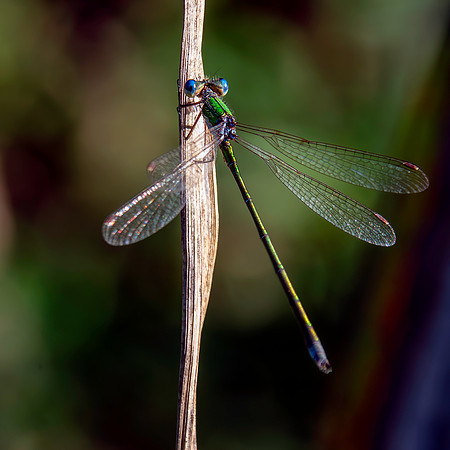Small spreadwing