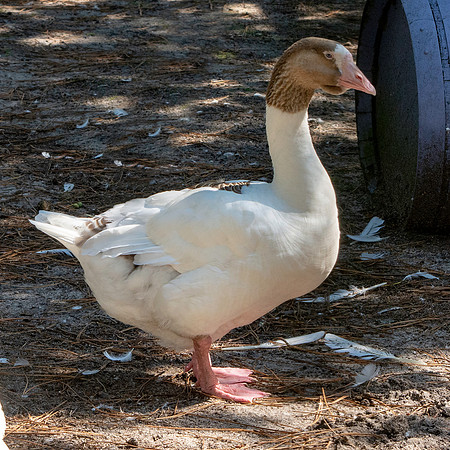 Pomeranian goose