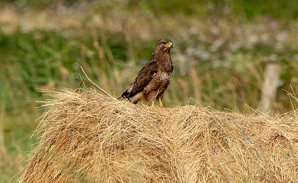 Common buzzard
