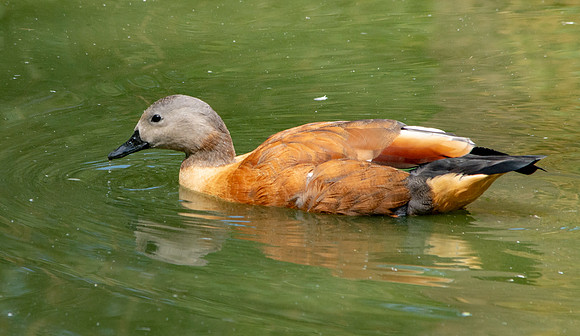 Cape shelduck, male