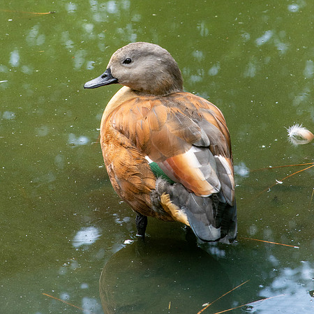 Cape shelduck, male