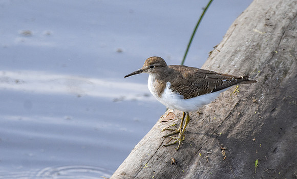 Common sandpiper, Tanzania
