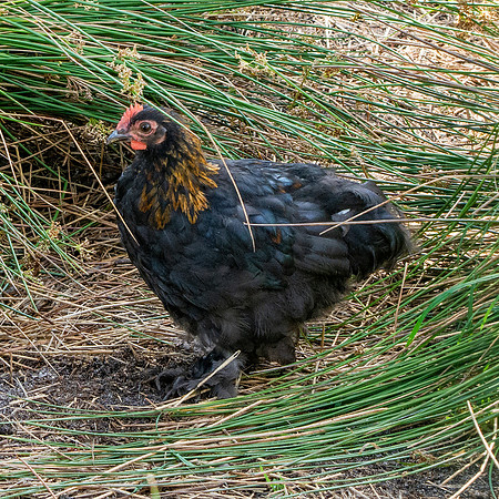 French black copper maran