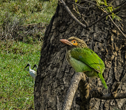 Brown headed barbet