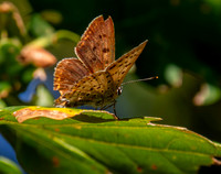 Sooty copper