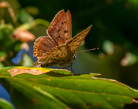 Sooty copper