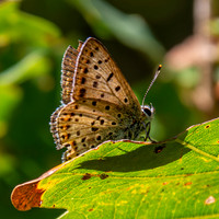 Sooty copper