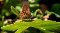 Sooty copper