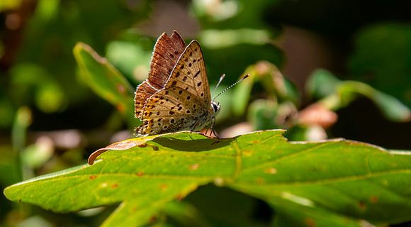 Sooty copper