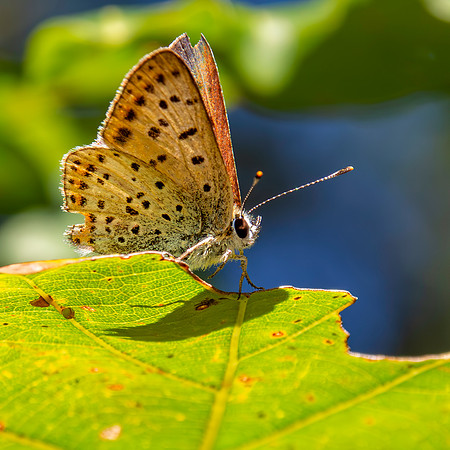 Sooty copper