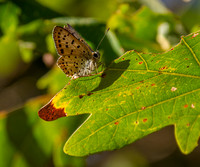 Sooty copper