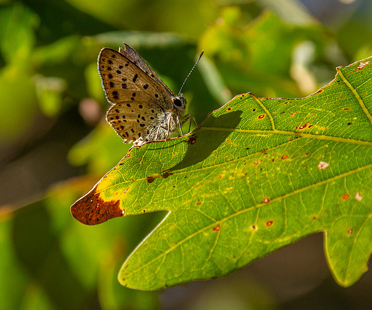 Sooty copper